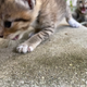 Illustration for article titled 50mm Kittens